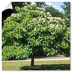 Coffret Catalpa
